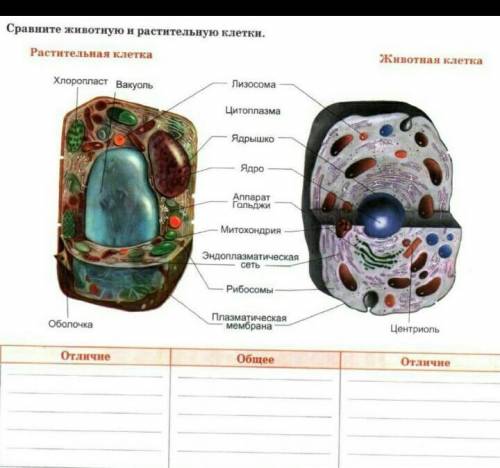 Сравните животную и растительные