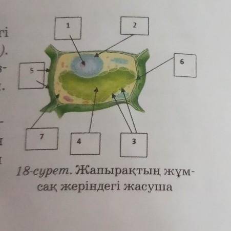 267318-сурет. Жапырақтың жұм-сақ жеріндегі жасуша