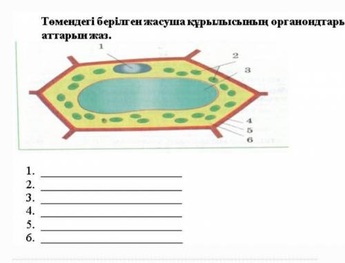 Төменде берілген ен жасуша құрылысының органоидтардың аттарын жаз. 