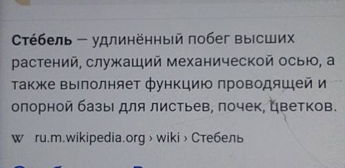 ответьте Что такое устьица?Что такое лист?Что такое стебель?