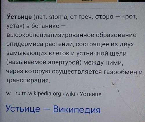 ответьте Что такое устьица?Что такое лист?Что такое стебель?
