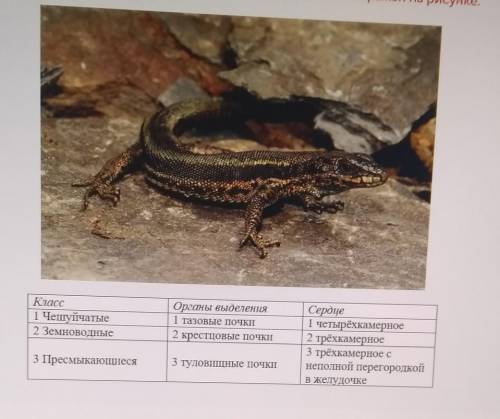 Выберите признаки, присущие организму, который изображен на рисунке.