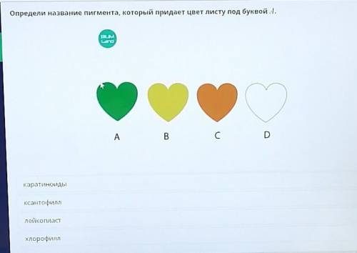 Определи название пигмента, который придает цвет листу под буквой А. BR-MABCDкаратиноидыксантофиллле