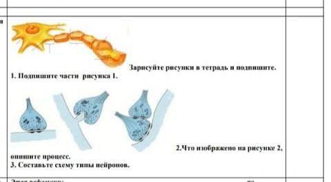 Нужно подписать и составить схему типы нейронов