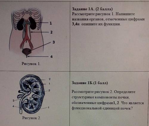 сор по биологии 3 четверть 8 класс тема%:выделение движения биофизика