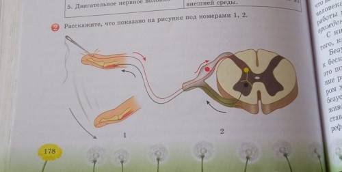 Расскажите что показано на рисунке под номероми 1,2.