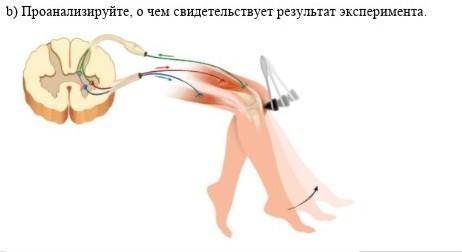Проанализируйте, о чем свидетельствует результат эксперимента