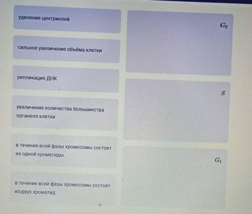Соотнесите фазы клеточного цикла с событиями, которые в них обычно происходят