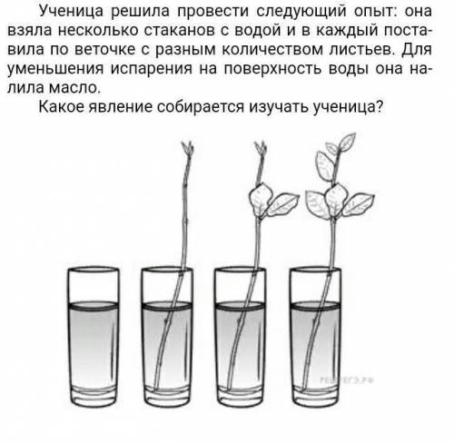 Какое явление собирается изучать ученица? 