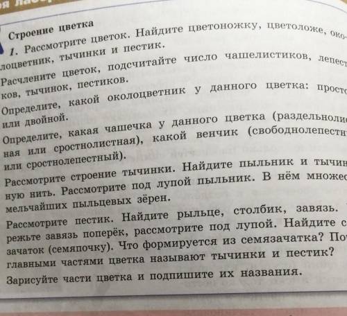 Лабораторная работа строение цветка