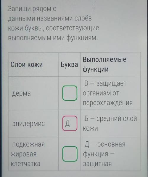 Запишите рядом с данными названиями сулоев кожа буквы соответствующие выполняемым ими функциям