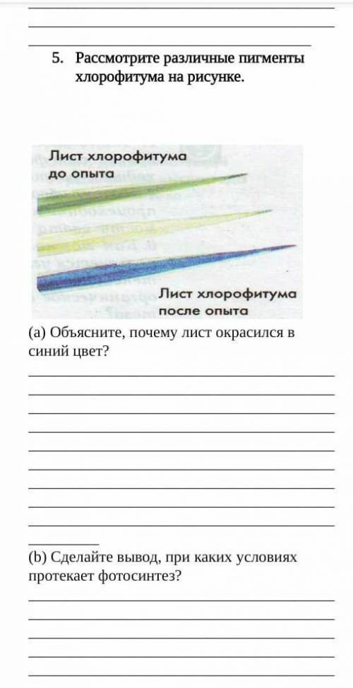 Рассмотрите различные пигменты хлорофитума на ресунке