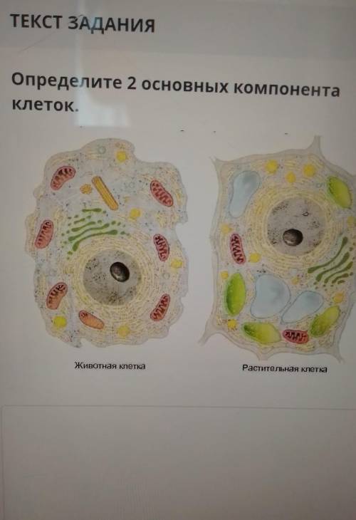 Определите 2 основных компонентаклеток.Раститела кете