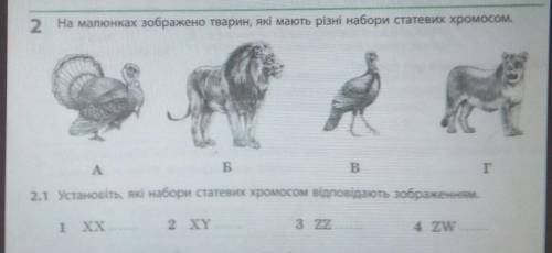 2.1 Установіть, які набори статевих хромосом відповідають зображенням.