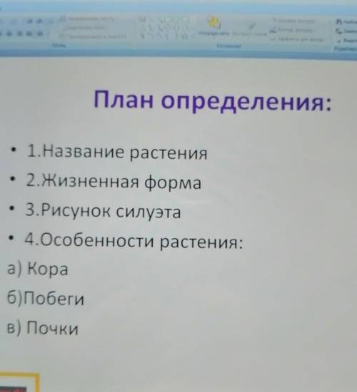 разбор сирени и берёзы обыкновенных 