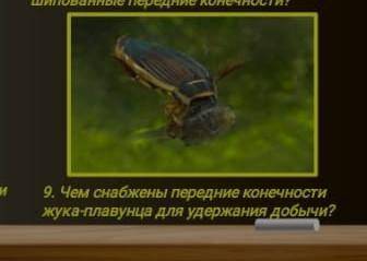 Чем снабжены передние конечности жука плавунца для удерживания добычи? 