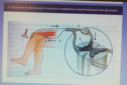 Подпишите звенья дуги коленного рефлекс а и выполняемые ими функции 