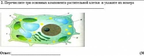 Перечислите три основных компонента растительной клетки и укажите их номера