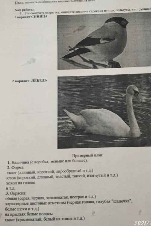 Лабораторная работа по биологии