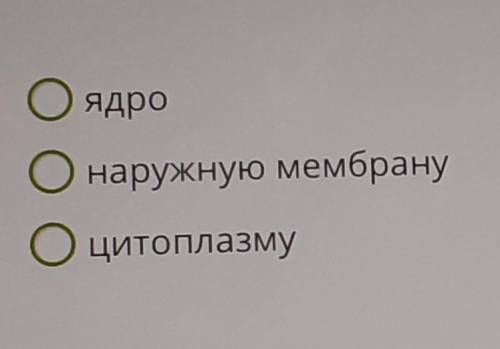 Клетка гриба в отличие от клетки бактерии содержит