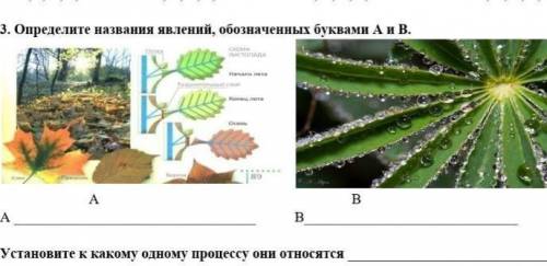 Определите названия явлений обозноченых буквами A и B