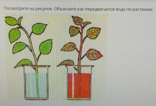 Посмотрите на рисунок. Обьясните как передвигается вода по растению
