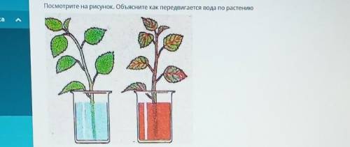 Посмотрите на рисунок. Объясните как передвигается вода по растению