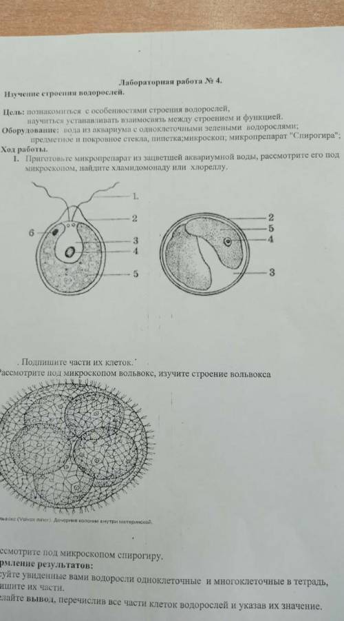 Лабораторная работа по биологии номер 4 6 класс