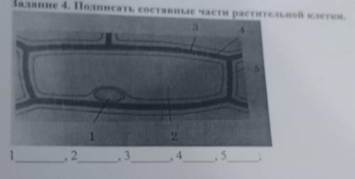 Задание 4. Подписать составные части растительной клетки 