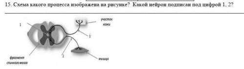 15. Схема какого процесса изображена на рисунке? Какой нейрон подписан под цифрой 1, 2?