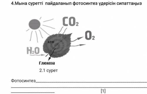 Мына суретті пайдаланып фотосинтез үдерісін сипатта