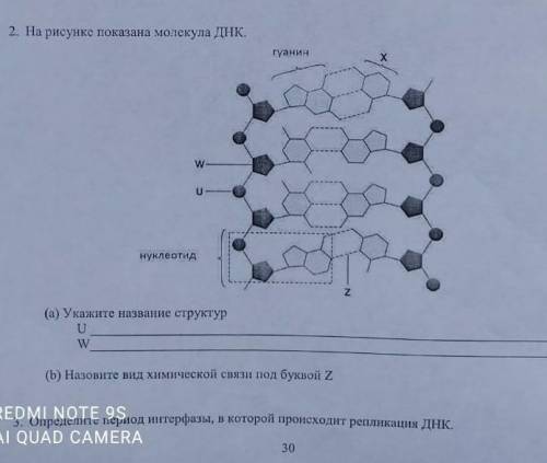 На рисунке показаны молекулы ДНК 