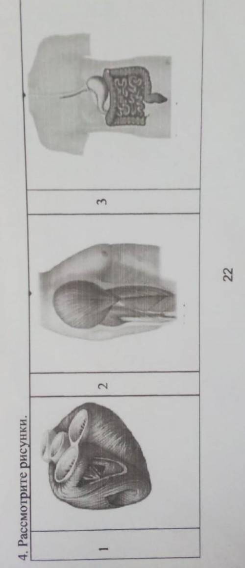 4. Рассмотрите рисунки.2.33​