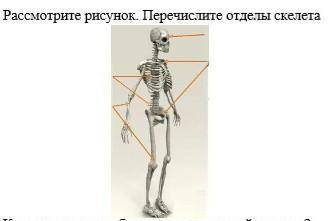 Рассмотрите рисунок. Перечислите отделы скелета ?