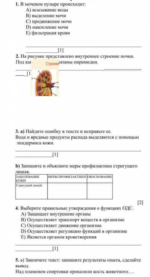 соч по биологии 8 класс 3 четверть