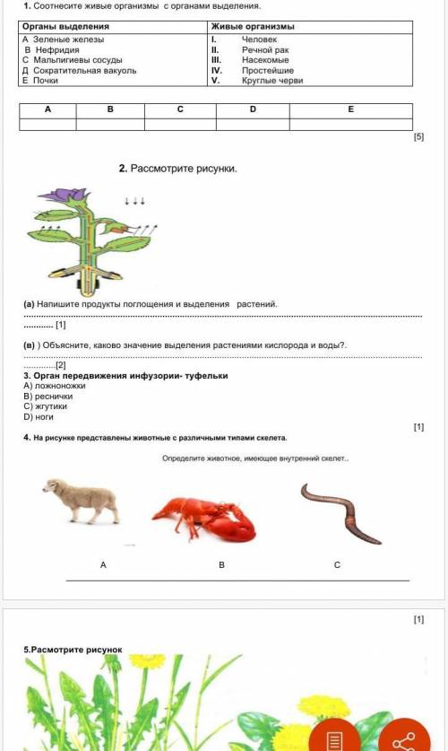 2. Рассмотрите рисунки. (а) Напишите продукты поглощения и выделения растений.