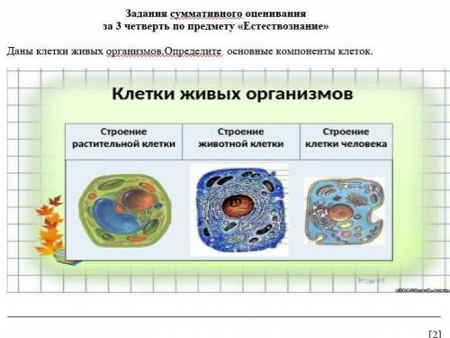 Даны клетки живых организмов. Определите основные компоненты клеток 