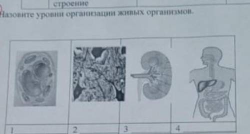 Назавите уровни организации живых организмов