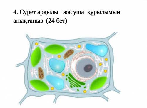 Сурет арқылы жасуша құрылымын анықтаңыз паже
