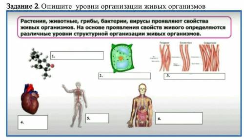 Опишите уровни организации живых организмов 