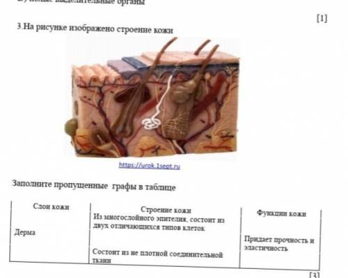 На рисунке изображено строение кожи .Заполните пропущенные графы в таблице соч по биологии 