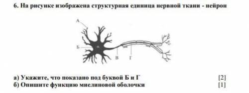 6. На рисунке изображена структурная единица нервной ткани - нейрон.