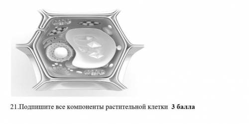 Подпишите все компоненты растительной клетки