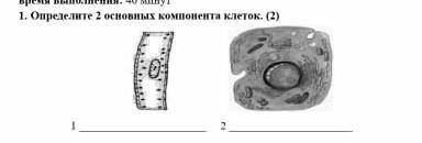 1. Определите 2 основных компонента клеток. (2)  1 2 дам лучший о