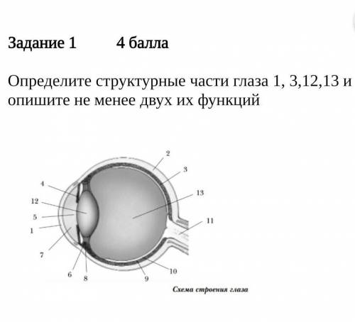 У мЕнЯ сОр! (( Определите структурные части глаза 1, 3,12,13 и опишите не менее двух их функций