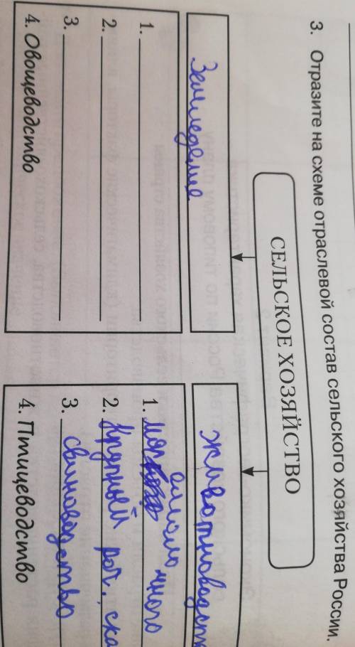 3. Отразите на схеме отраслевой состав сельского хозяйства России. СЕЛЬСКОЕ ХОЗЯЙСТВОЗемеделно.1.• В