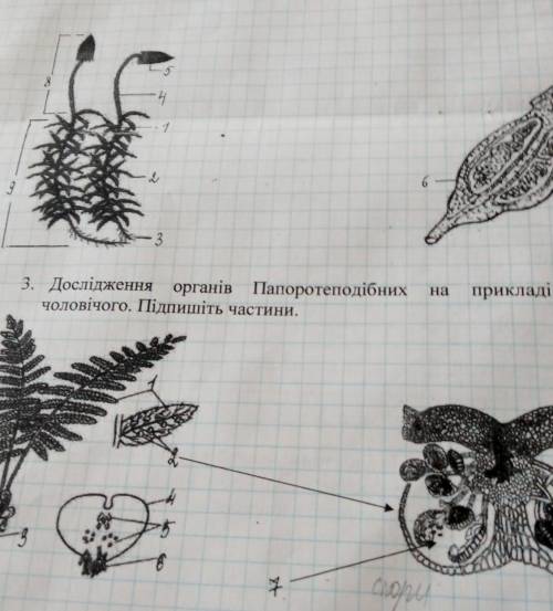 Что это на позначках? 1 рисунок зозулин льон, 2 рисунок щитник чоловичий
