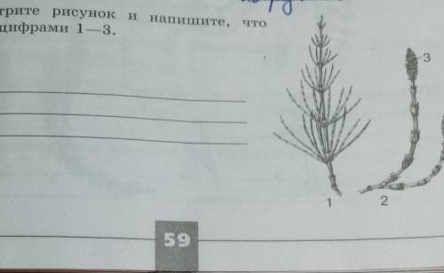 7.Рассмотрите рисунок и напишите, чтообозначено цифрами 1—3.123