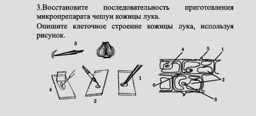 восстановите порядок приготовления микропрепарата, расположив цифры в правильной последовательность