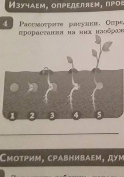 Рассмотрите рисунки Определите и Подпишите Какие типы прорастания на них изображены 